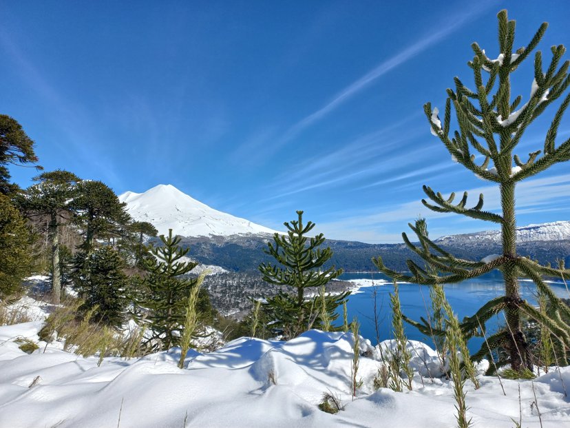 Volcán Llaima nevado junto al Lago Conguillío, con araucarias en primer plano